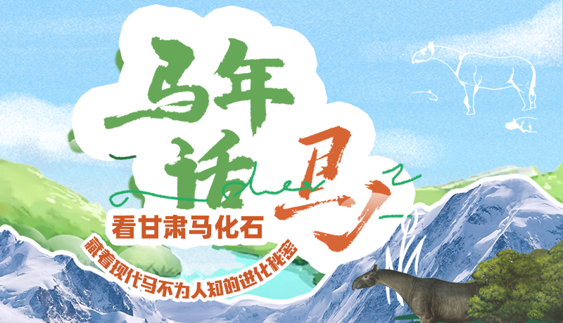 马年话马|看甘肃马化石 藏着现代马不为人知的进化秘密